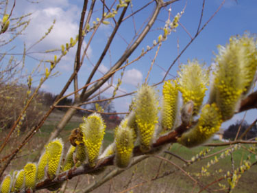 Bierne plyndre pilen fuldstændig for pollen