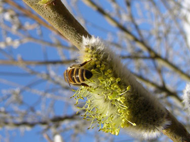 Bi henter pollen.