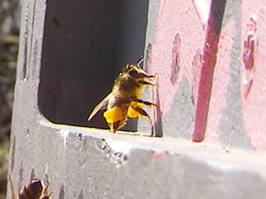 Bi med pollen i bukserne.