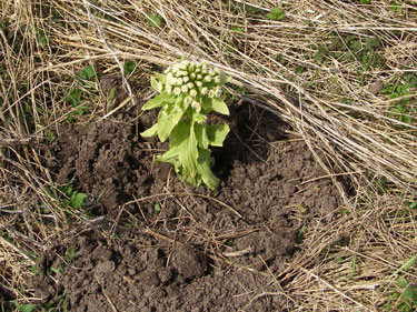 Der plantes nyt.