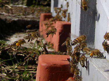 Travlhed ved flyvesprækken.