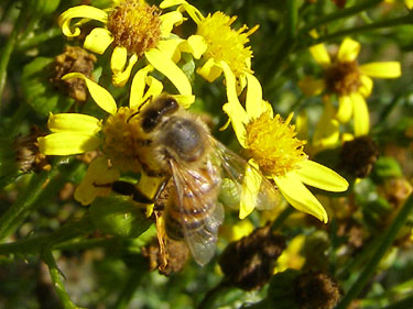 Bi i blomst.