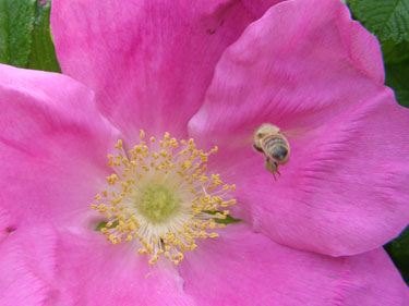 Bi ved blomst.
