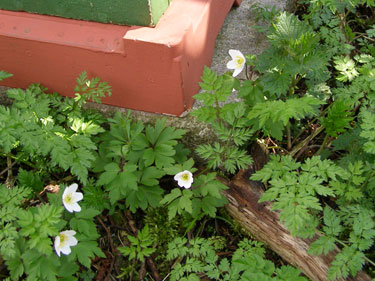 Anemoner i bigården.