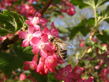 Bi i blomst.