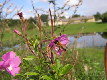 Bi i blomst.