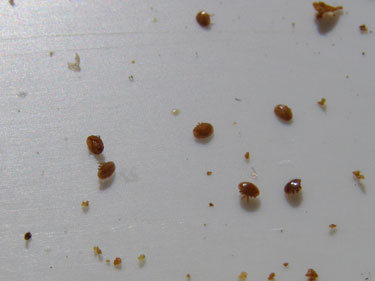 Varroa behandling.