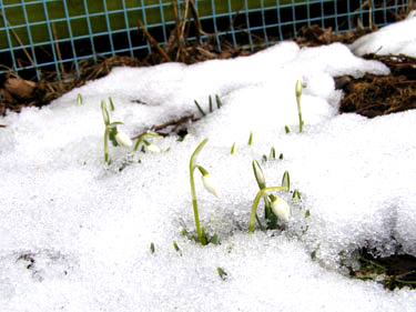 De første blomster.
