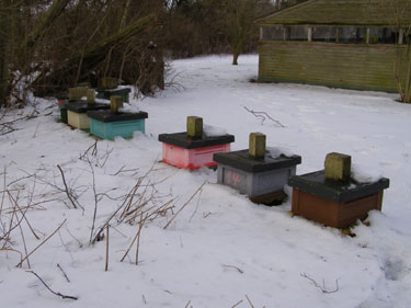 Bigården først i februar.