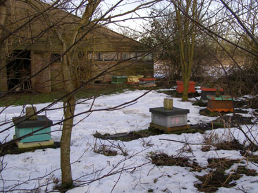 Vinter i bigården.