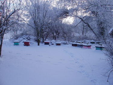 Vinter i bigården.